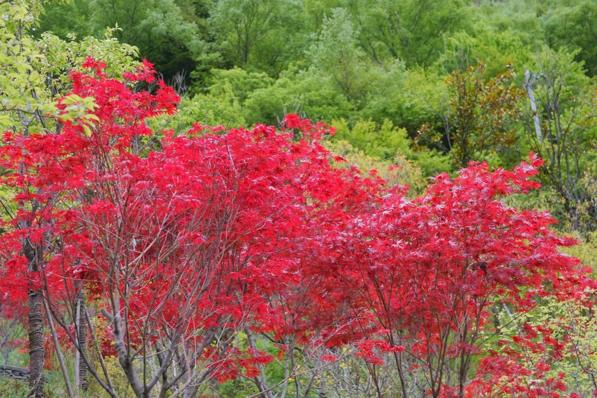 五月的红叶