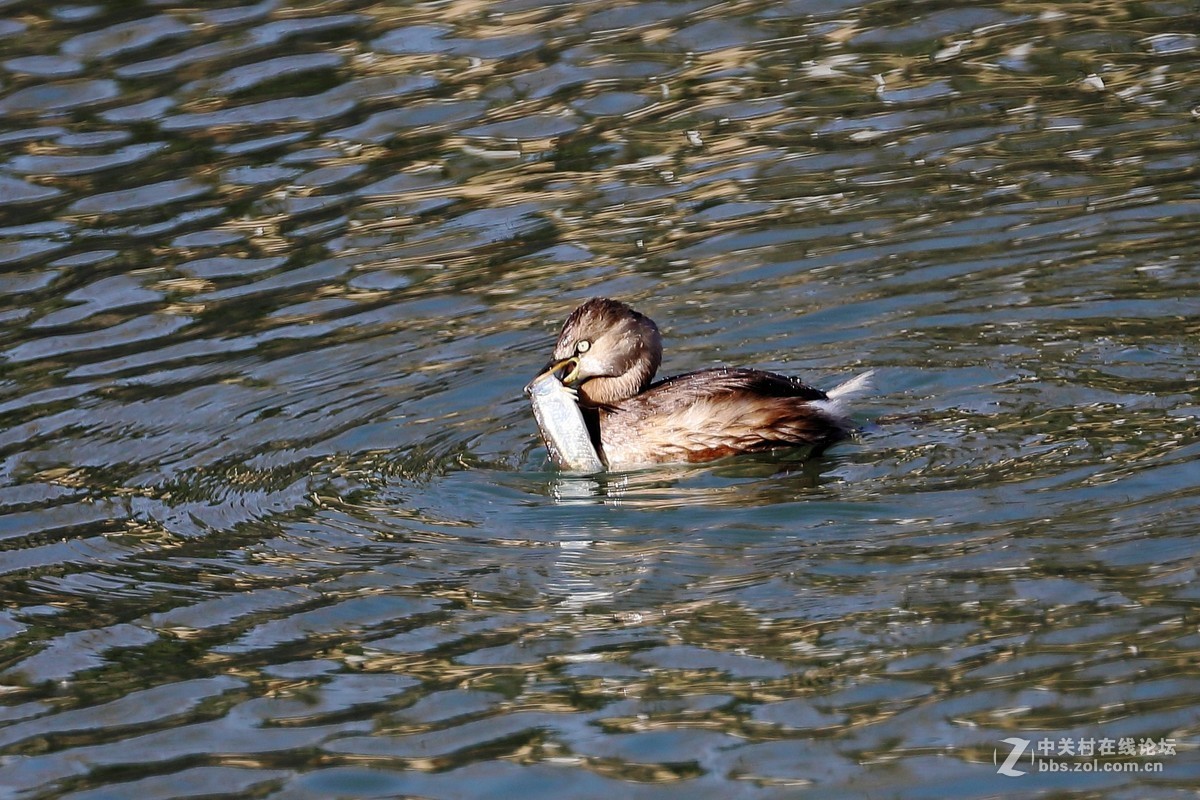 2019年拍鳥47小鸊鷉7