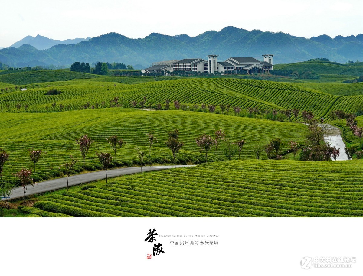 中国茶海湄潭县的永兴茶场