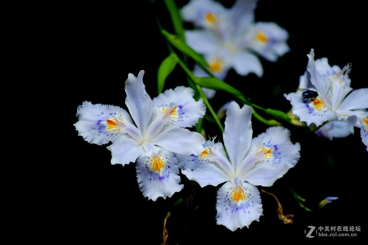 入二手腾龙A17试机