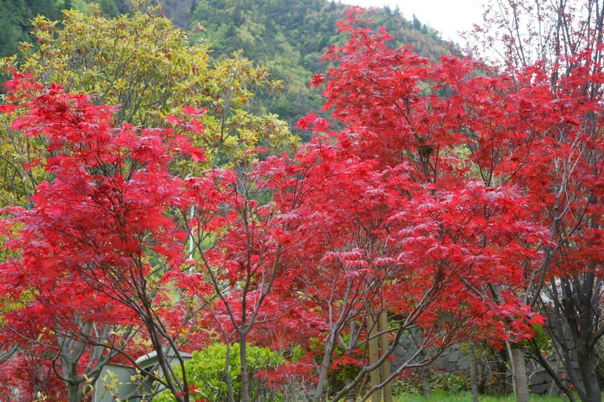 五月的红叶