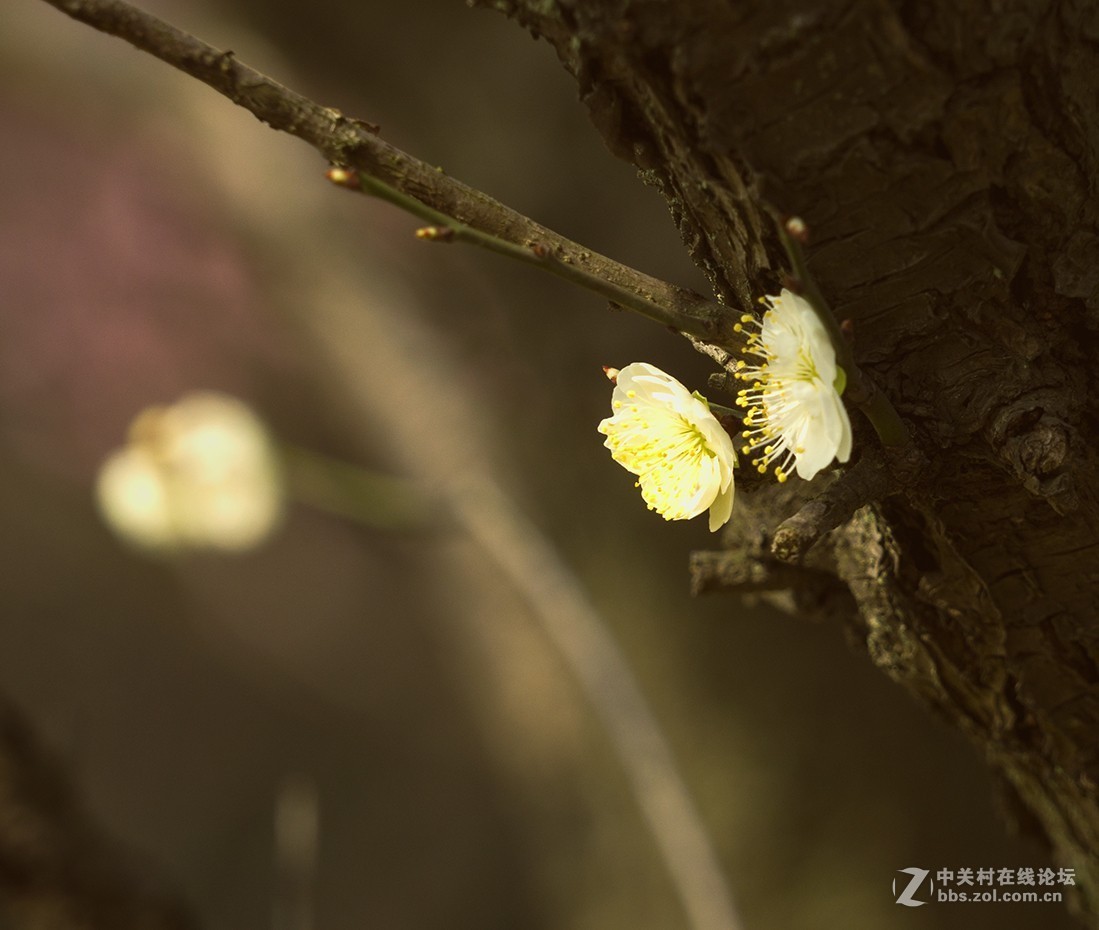梅花的诱惑
