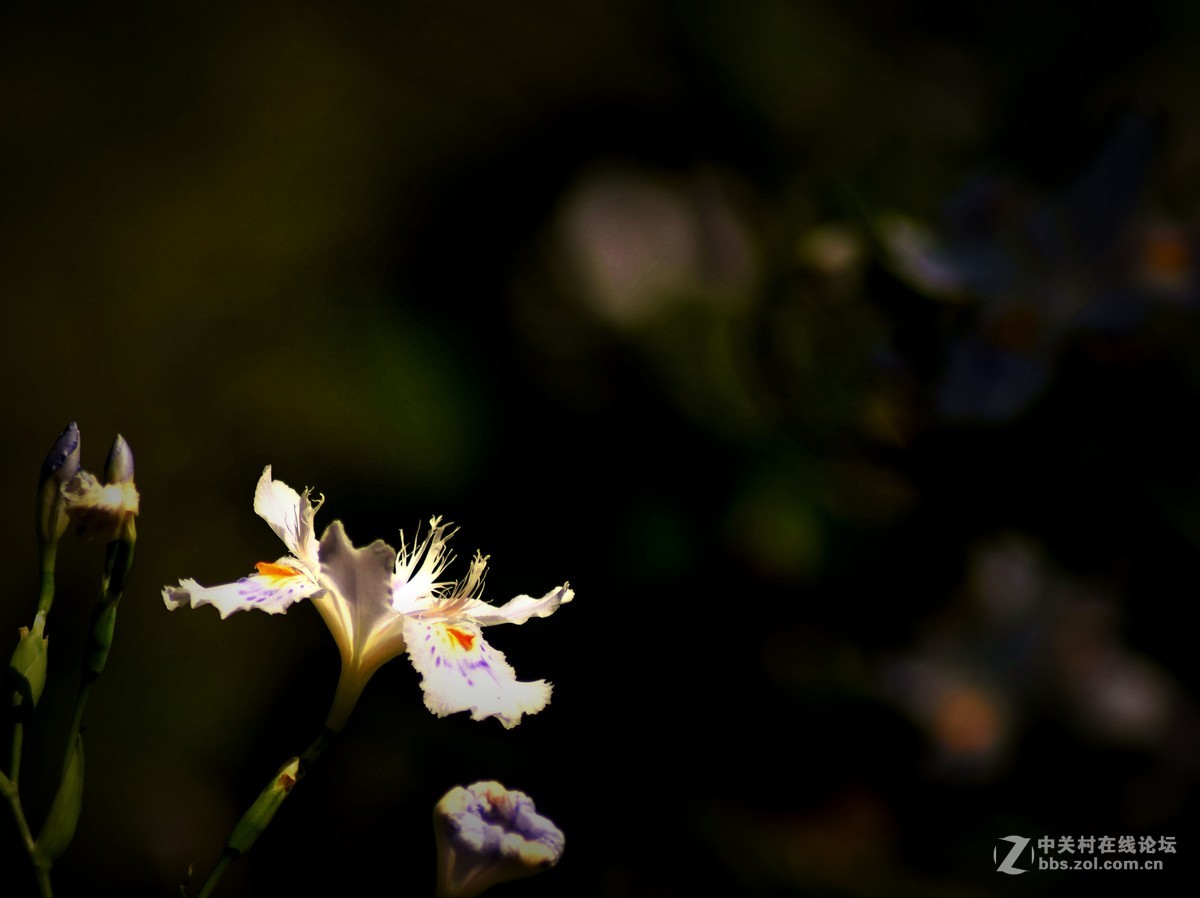 入二手腾龙A17试机