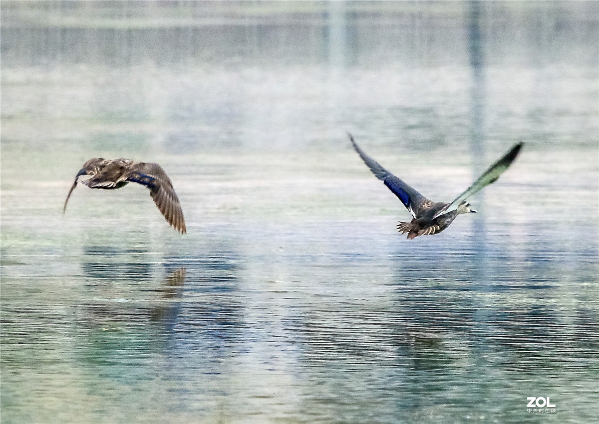 近日用佳能70D配适马150-600C镜头试拍“斑嘴鸭”，请师友指教！