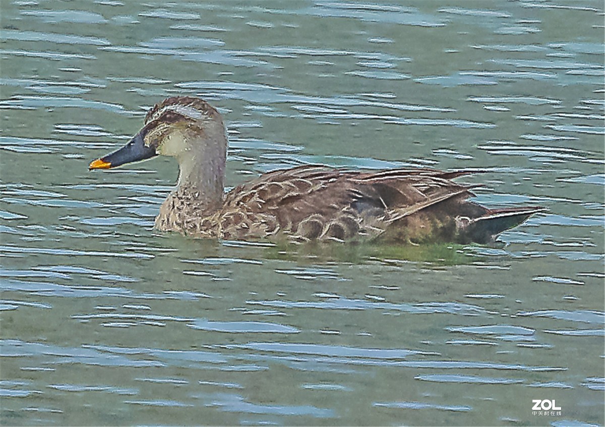 近日用佳能70D配适马150-600C镜头试拍“斑嘴鸭”，请师友指教！