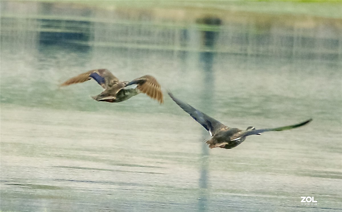 近日用佳能70D配适马150-600C镜头试拍“斑嘴鸭”，请师友指教！