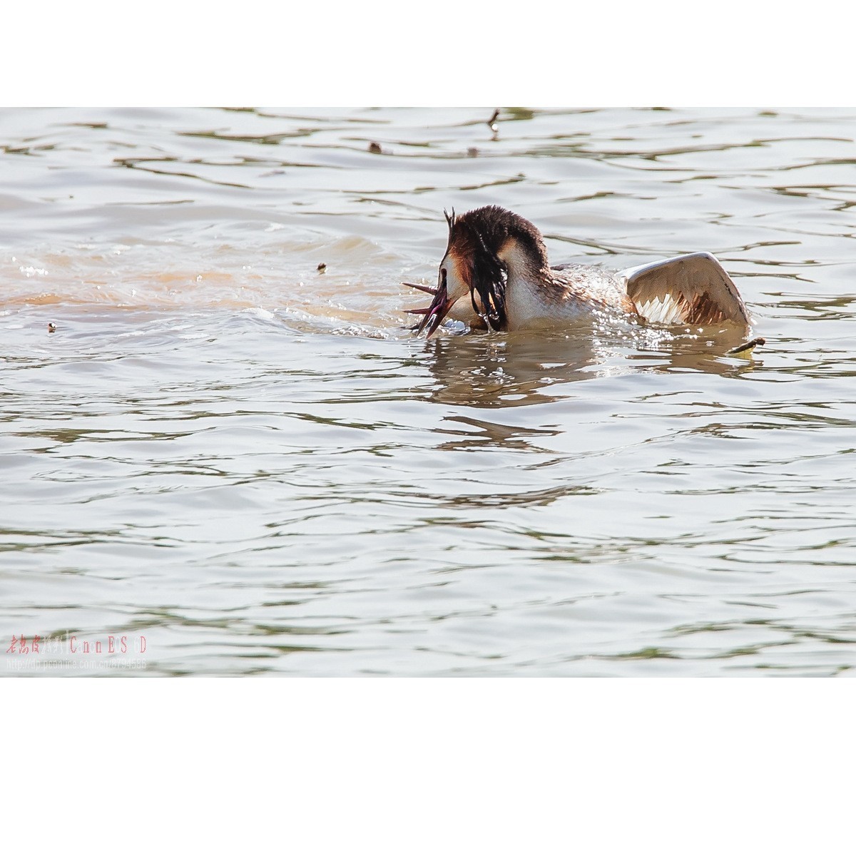 凤头鸊鹈的肉搏战