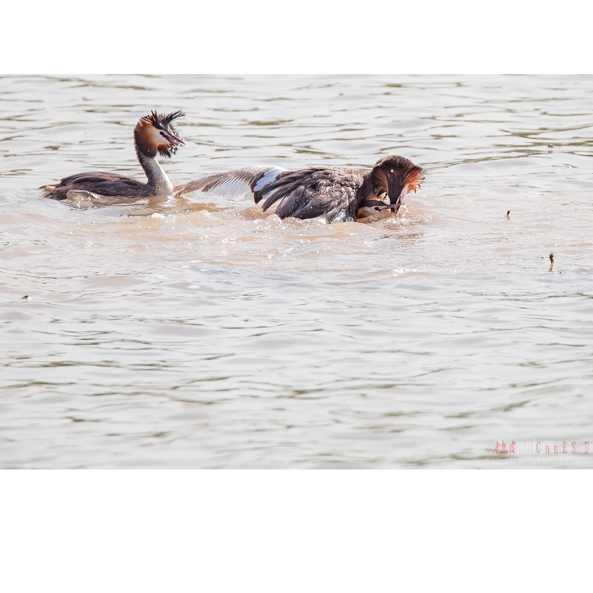凤头鸊鹈的肉搏战