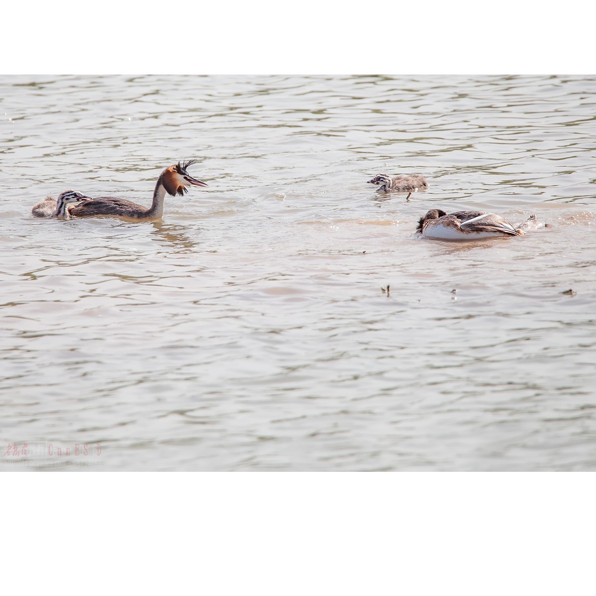 凤头鸊鹈的肉搏战