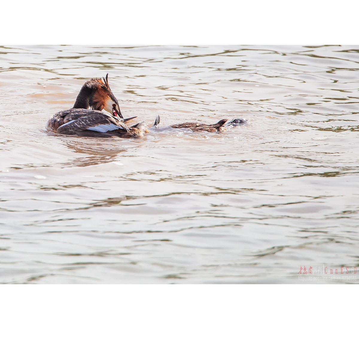 凤头鸊鹈的肉搏战