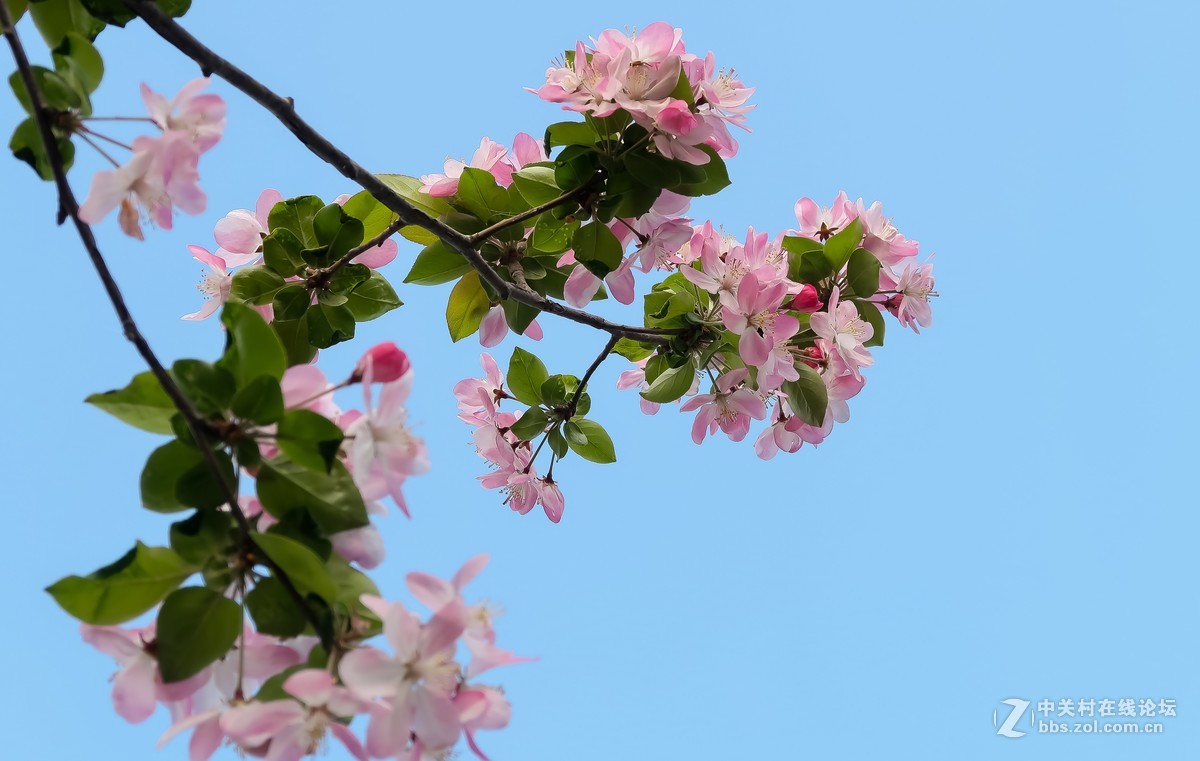 海棠花