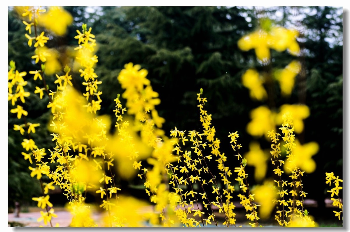 千步连翘不染尘