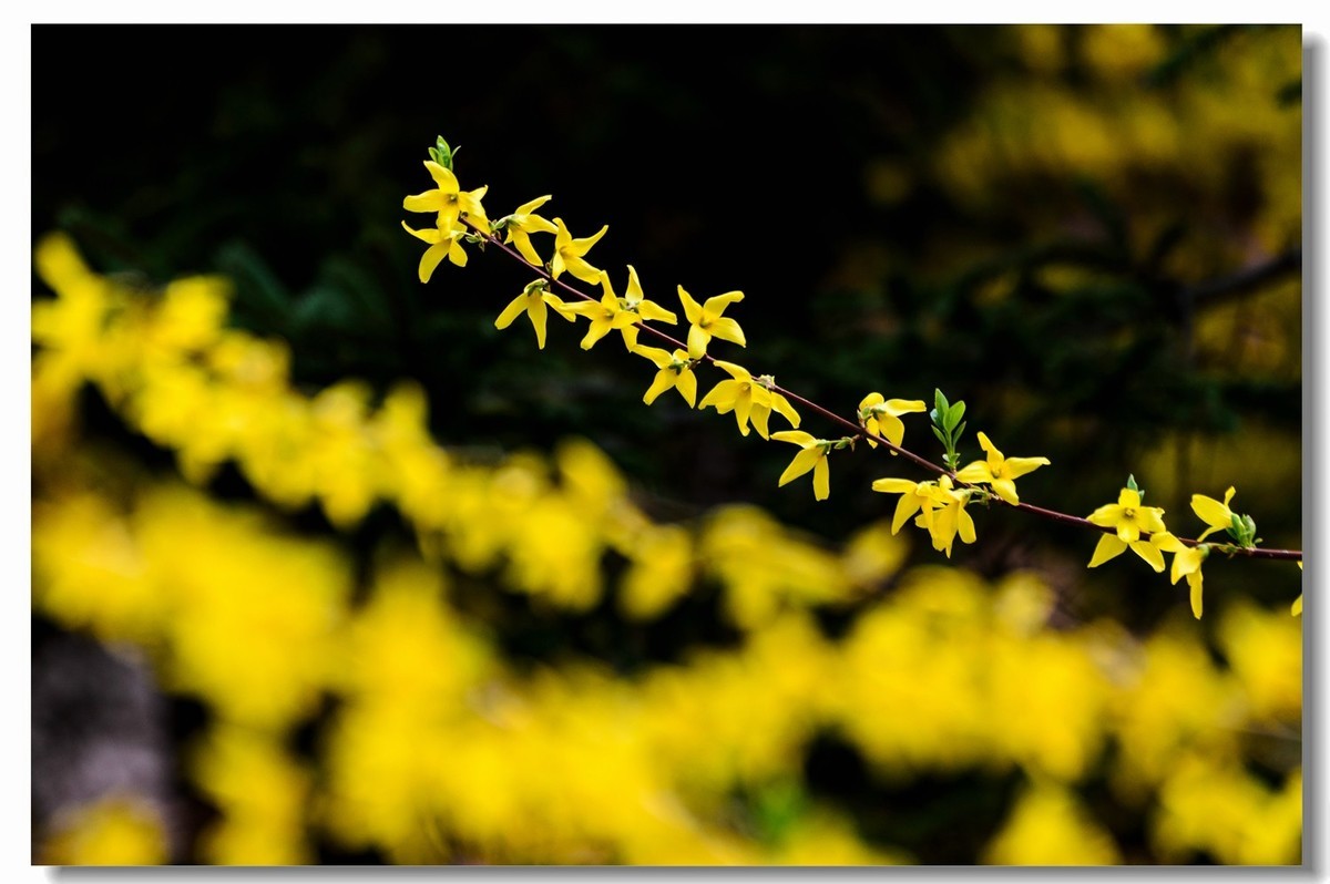 千步连翘不染尘