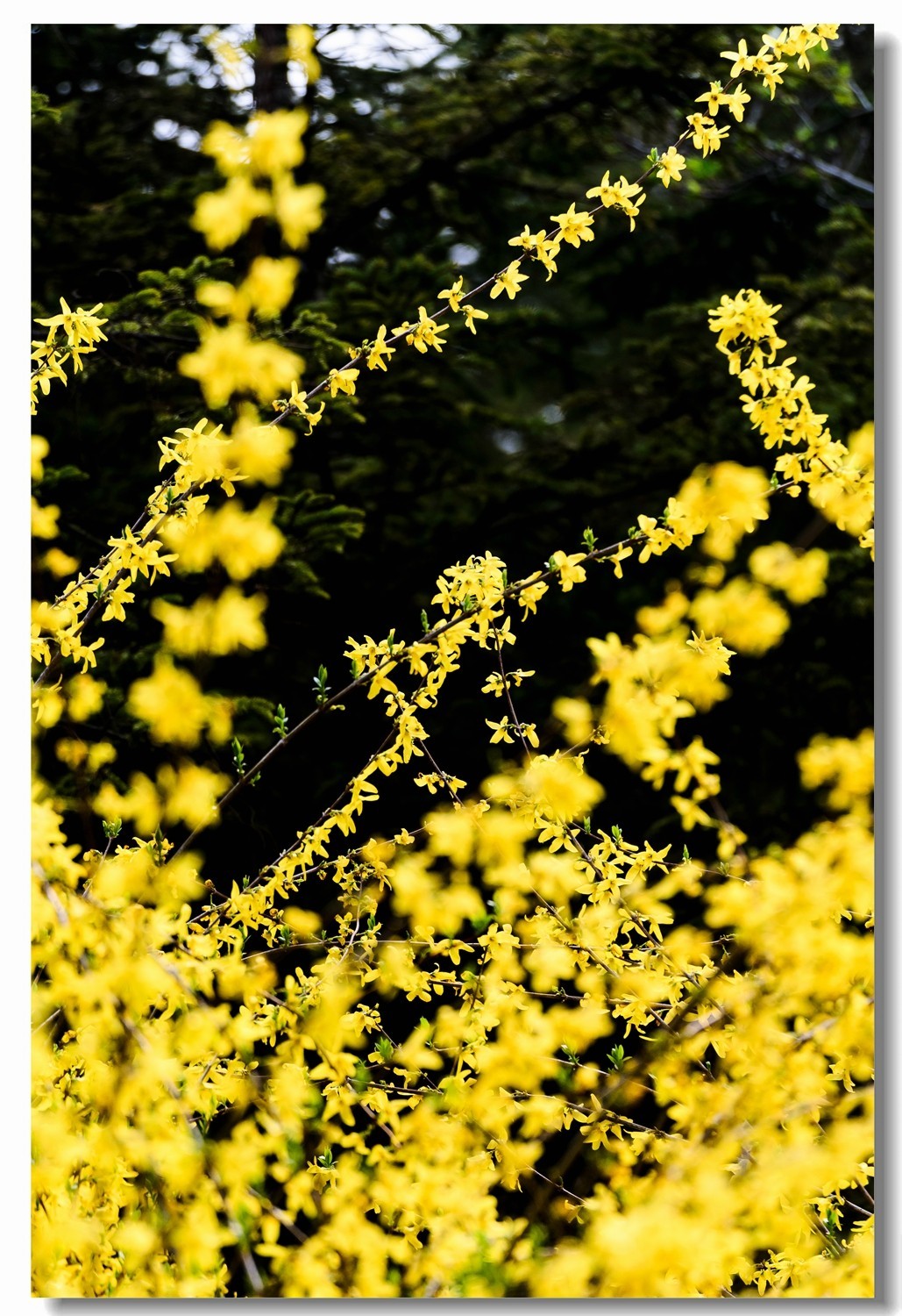 千步连翘不染尘