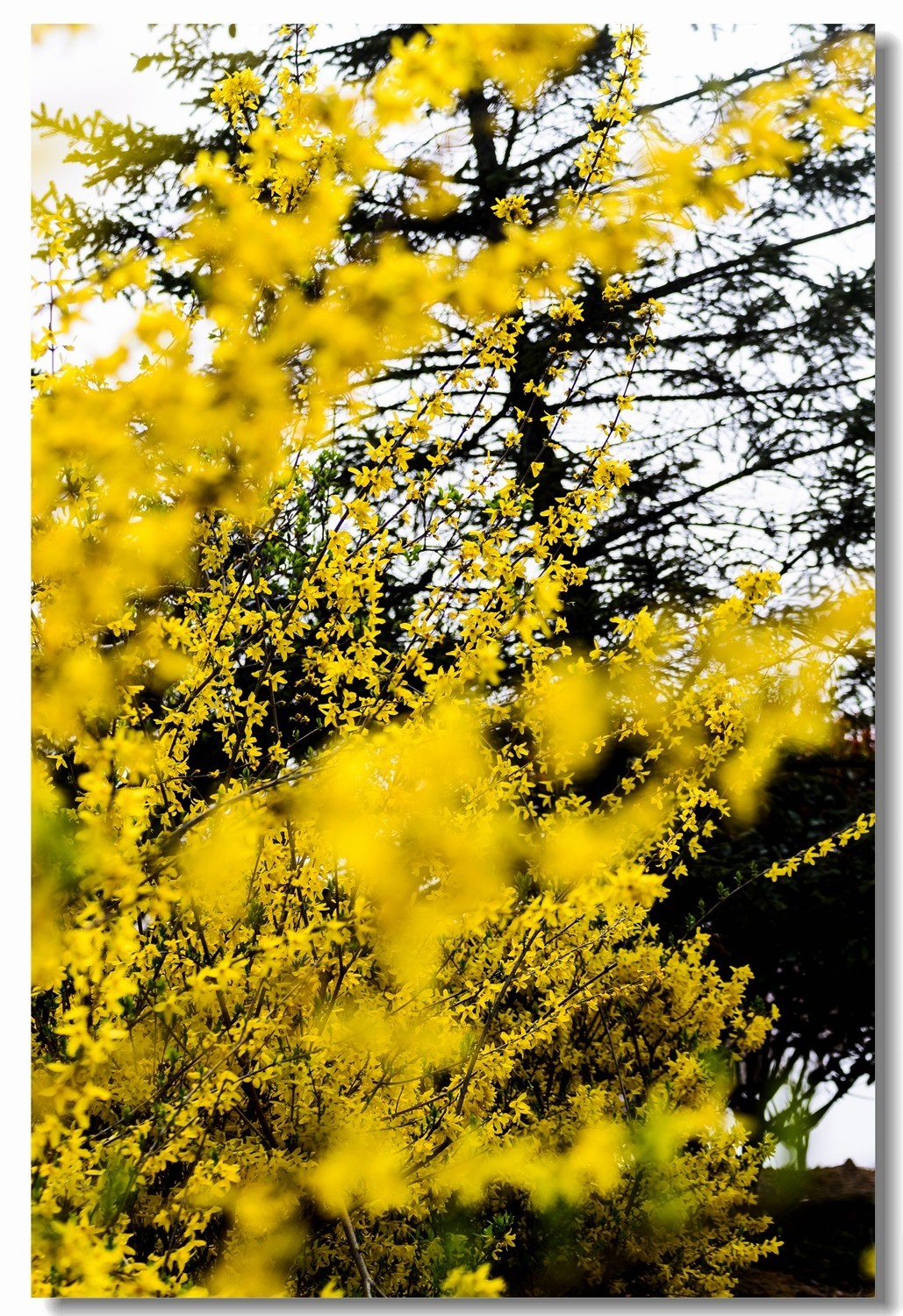 千步连翘不染尘