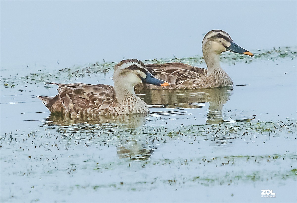 近日用佳能70D配适马150-600C镜头试拍“斑嘴鸭”，请师友指教！