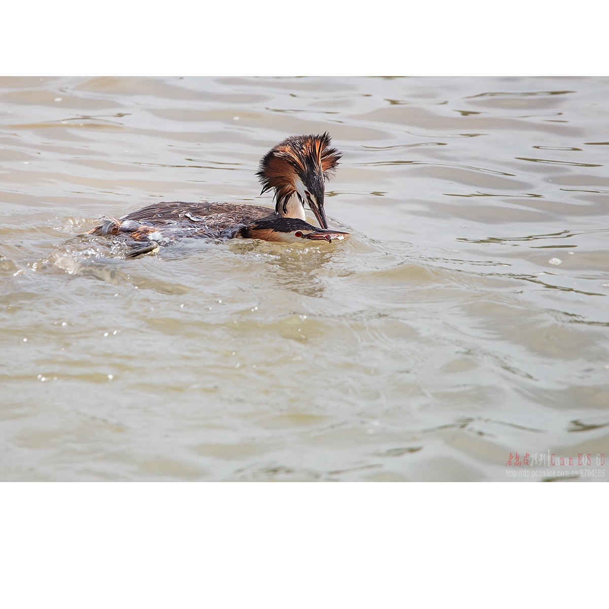 凤头鸊鹈的肉搏战