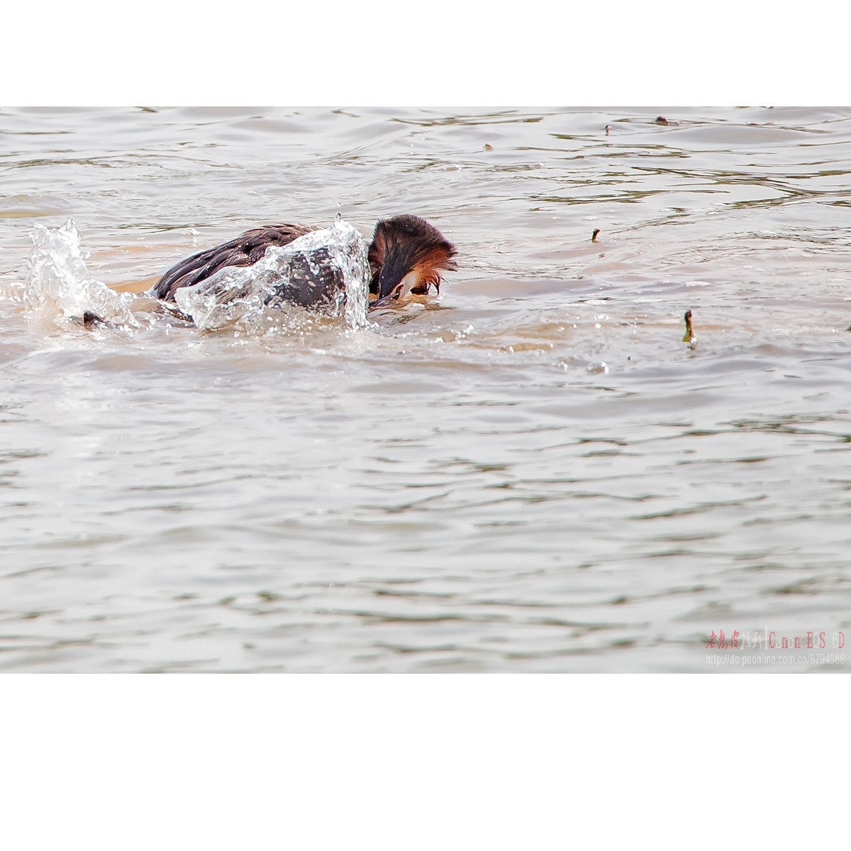 凤头鸊鹈的肉搏战