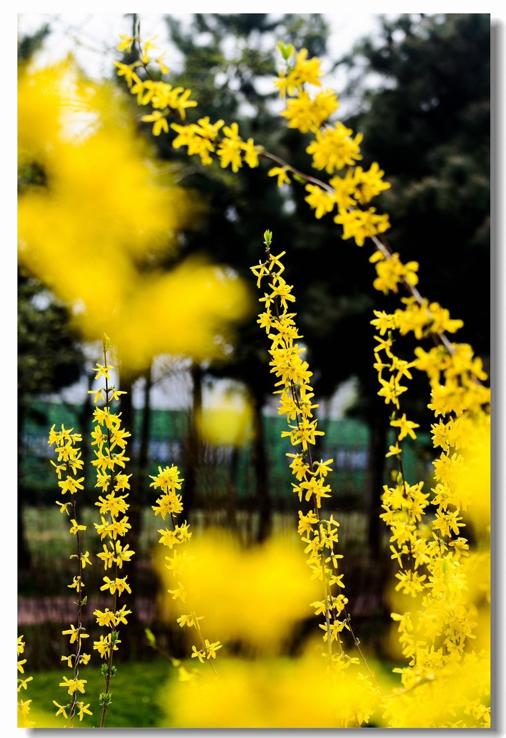 千步连翘不染尘