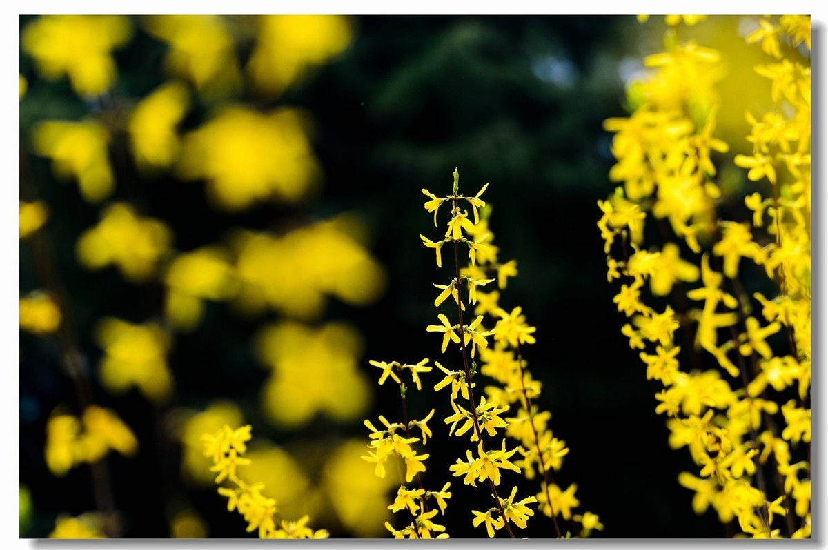 千步连翘不染尘