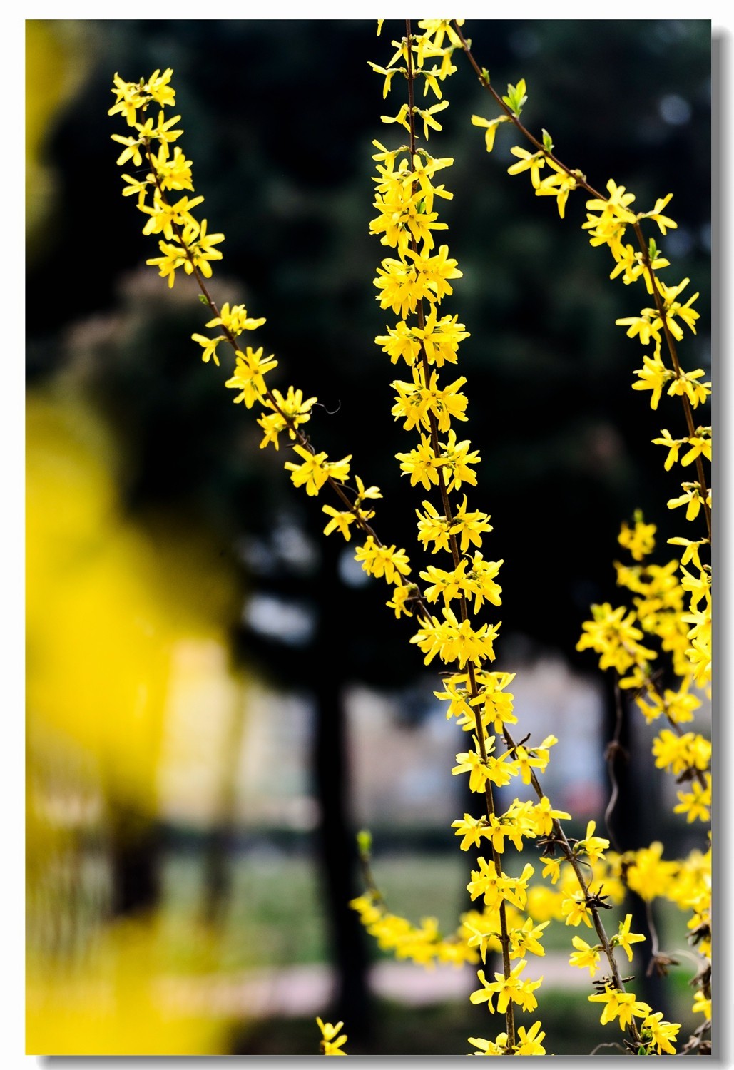 千步连翘不染尘