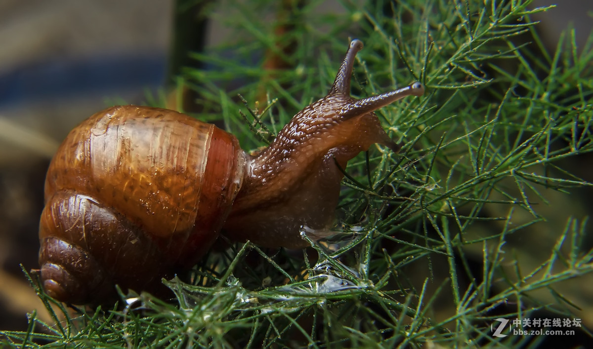 微距小蜗牛