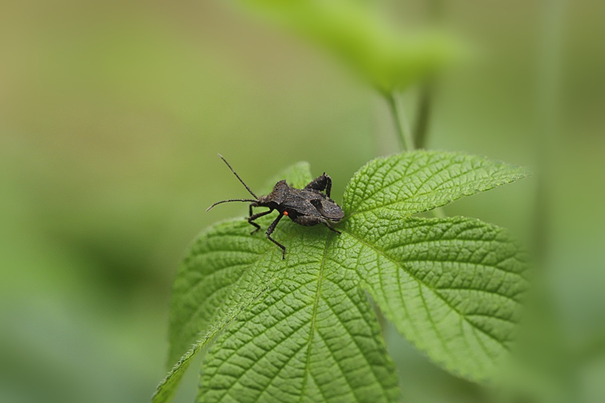 虫趣盛夏遇缘蝽