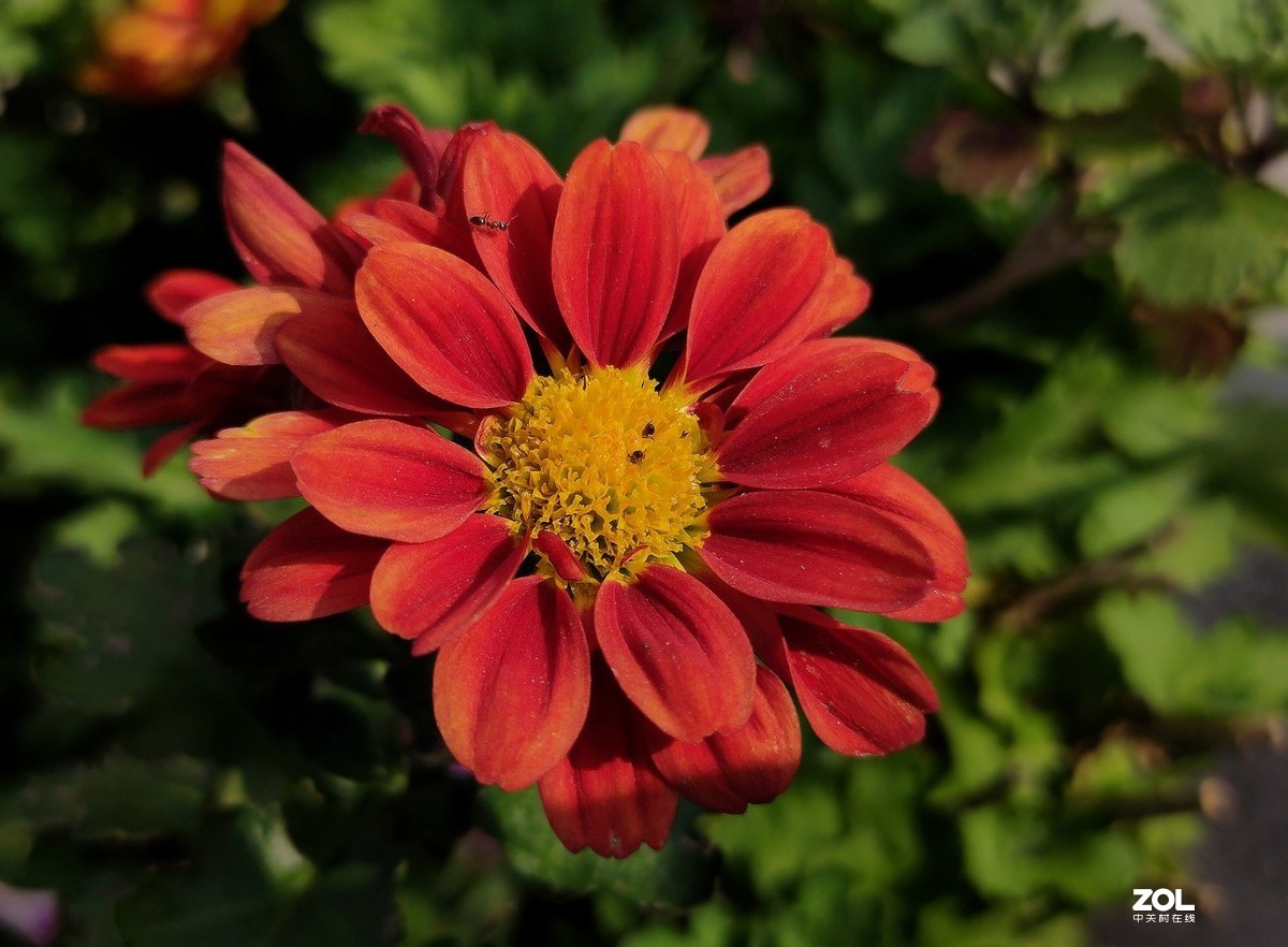 新入手realme x2拍的。