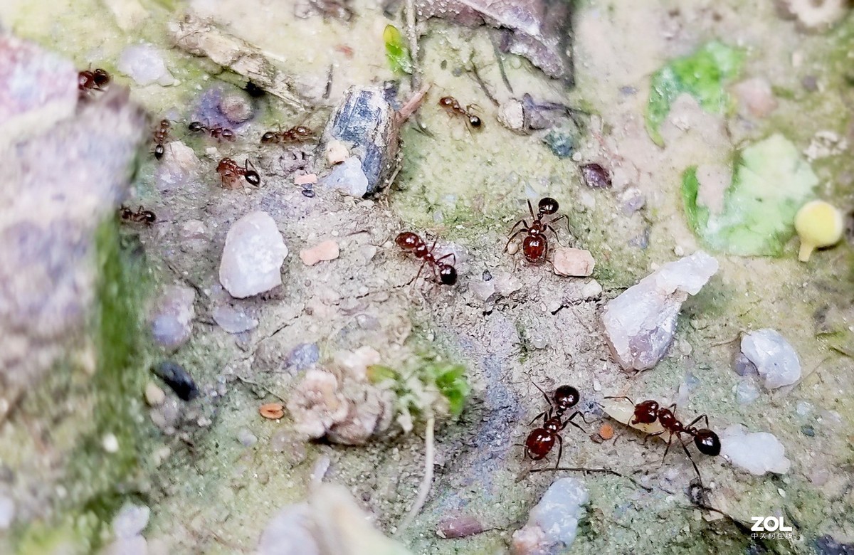 新入手realme x2拍的。