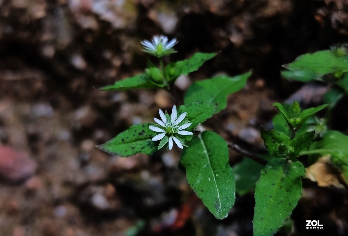 新入手realme x2拍的。