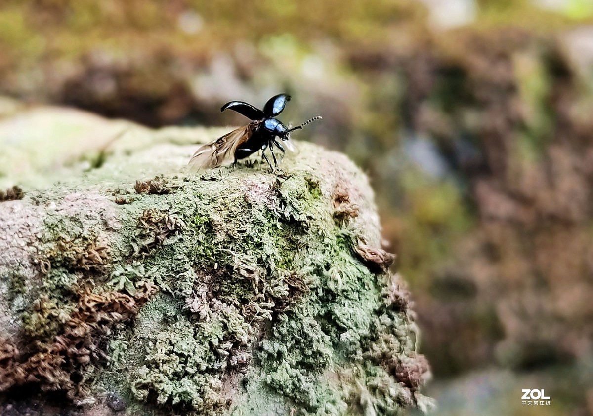 新入手realme x2拍的。