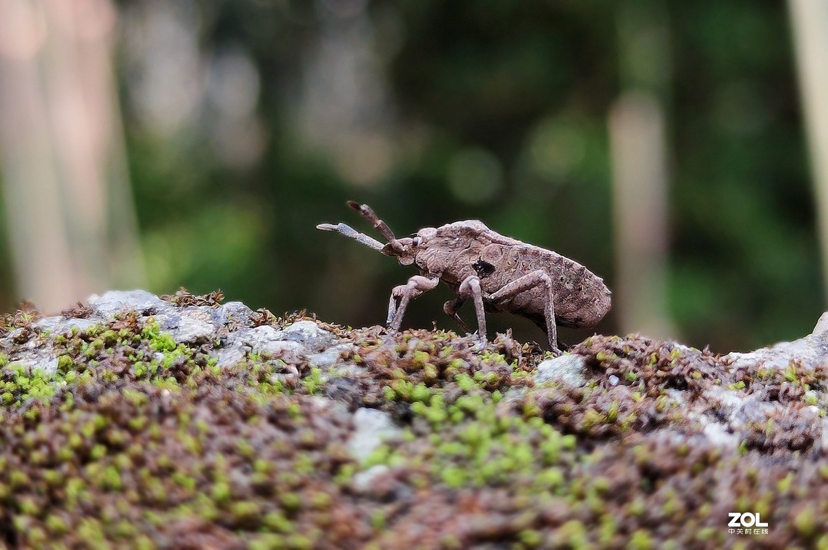 新入手realme x2拍的。