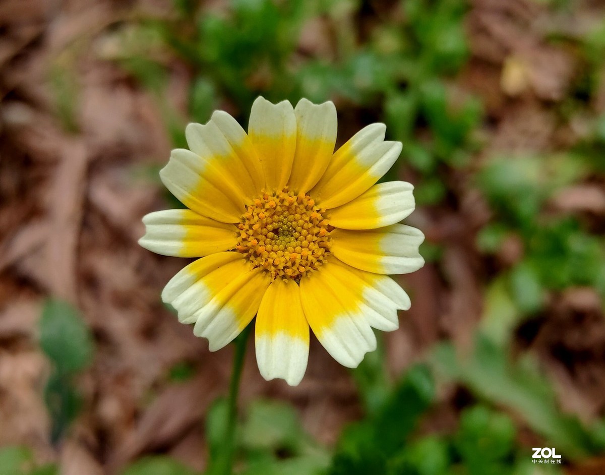 新入手realme x2拍的。