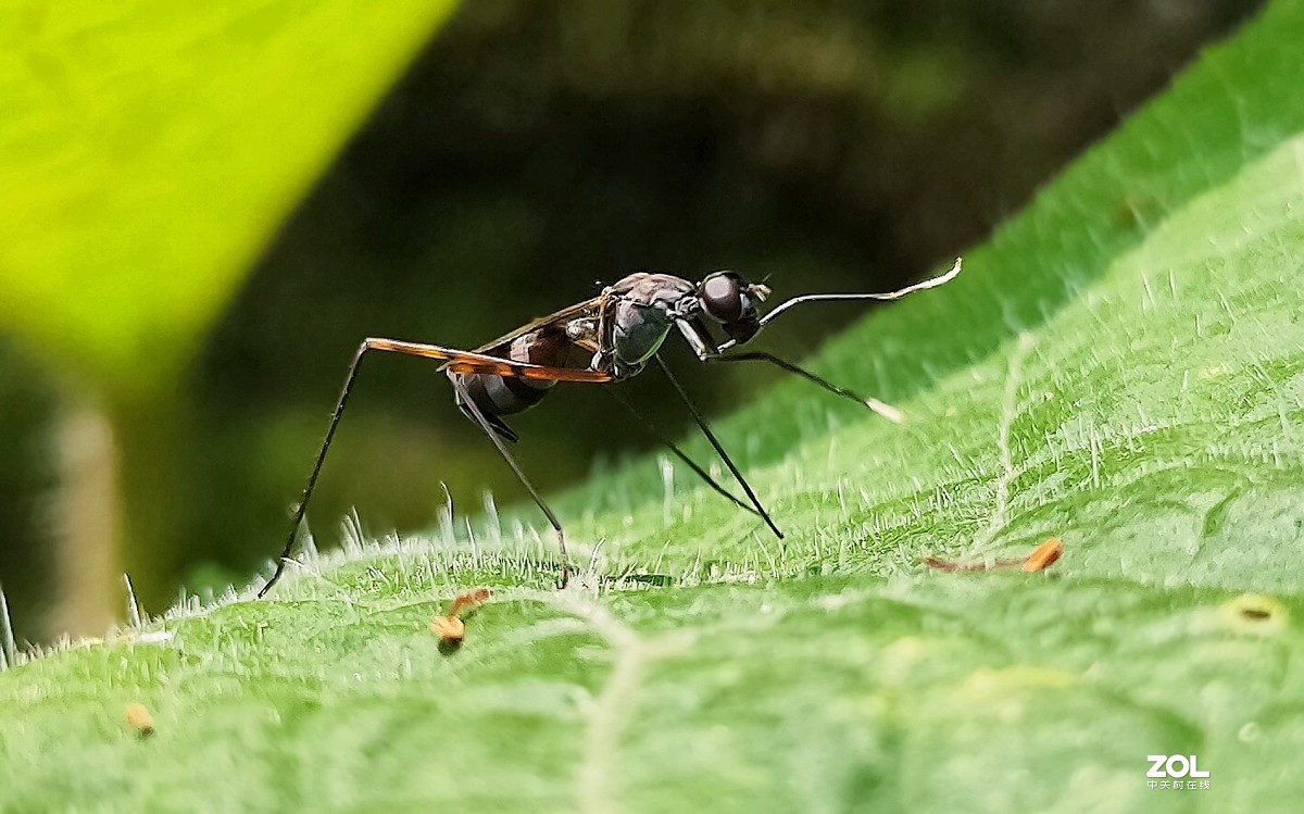 新入手realme x2拍的。