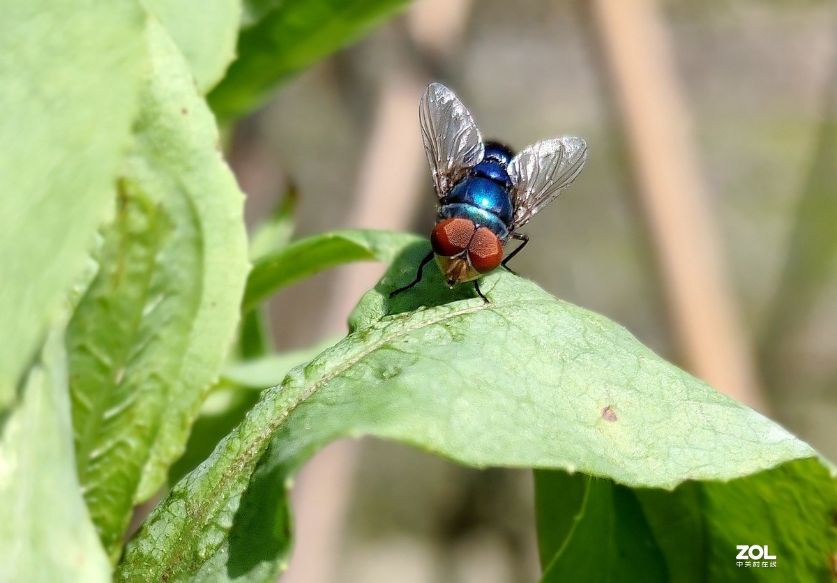 新入手realme x2拍的。