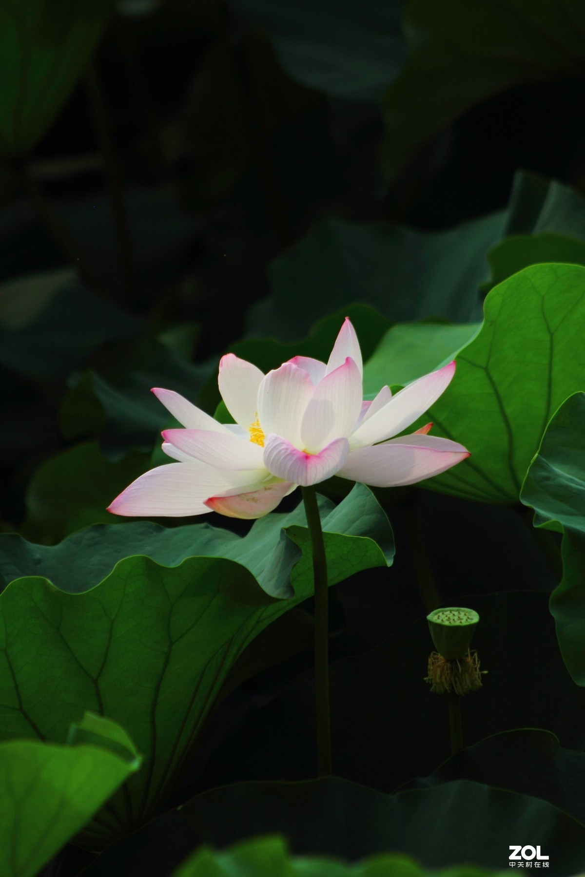 荷花第一次
