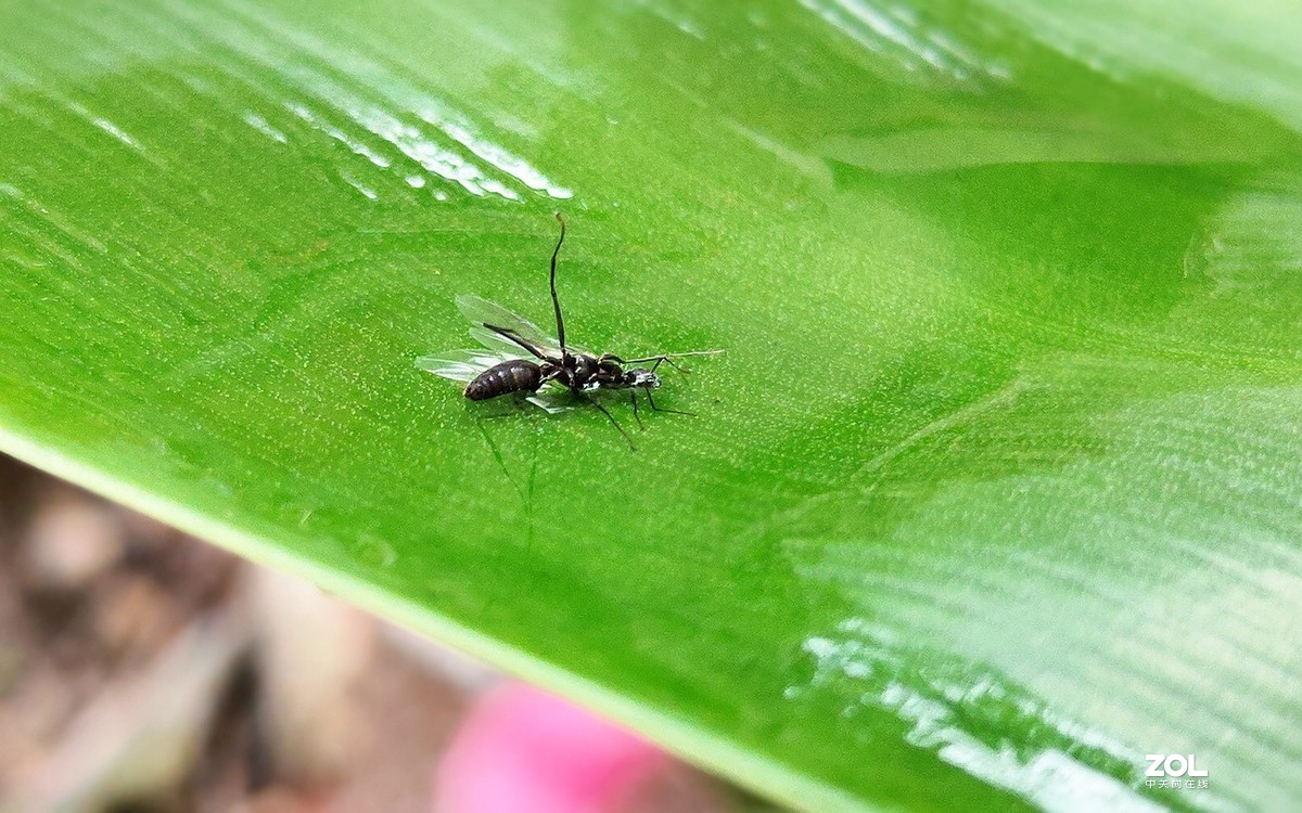 新入手realme x2拍的。