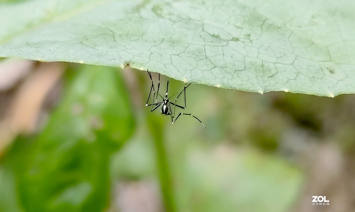 新入手realme x2拍的。