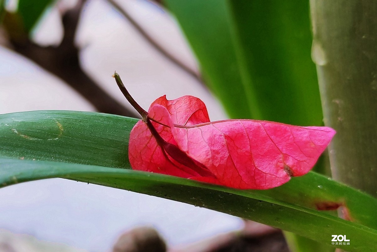 新入手realme x2拍的。