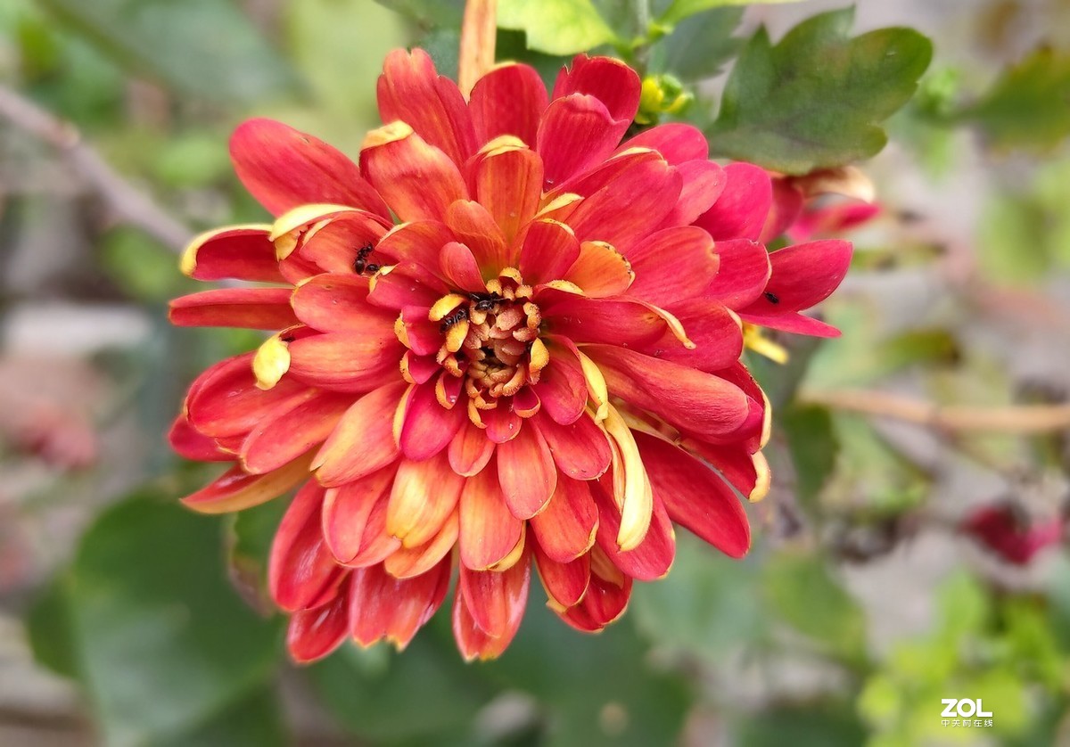 新入手realme x2拍的。