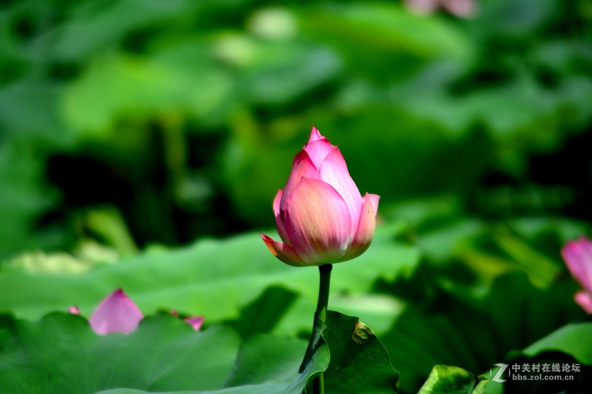 D7100+ 55-300MM 拍荷花
