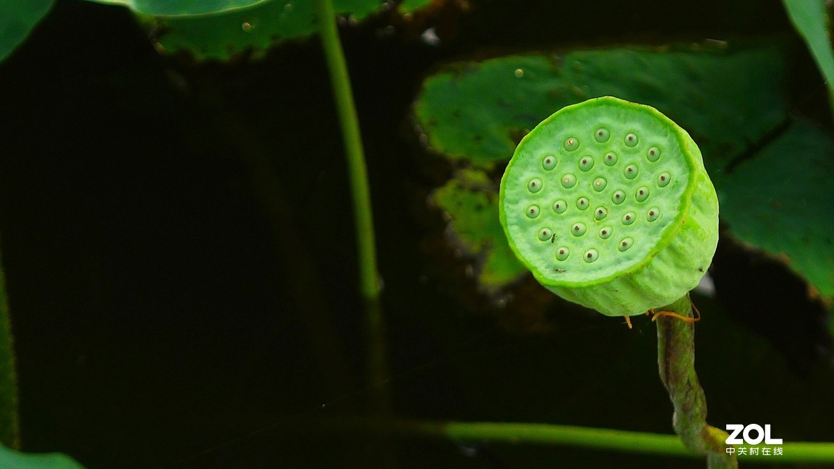 随手拍拍莲蓬头
