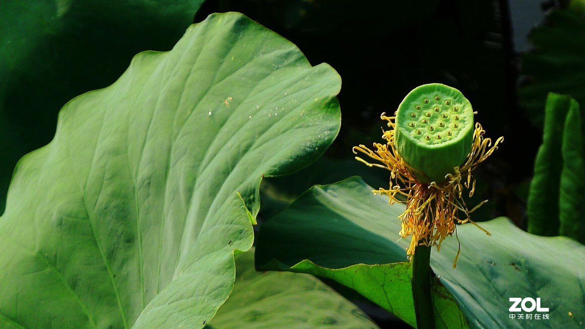 随手拍拍莲蓬头