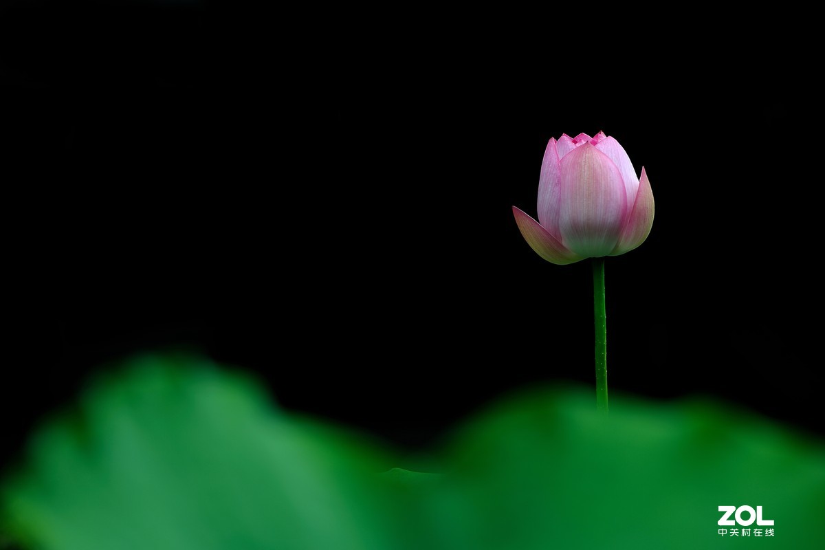 荷花（二）