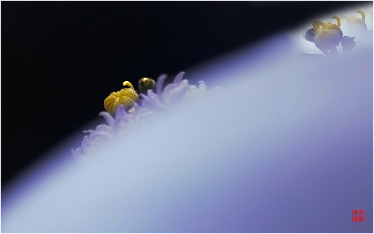 【盆景小菊花】特写