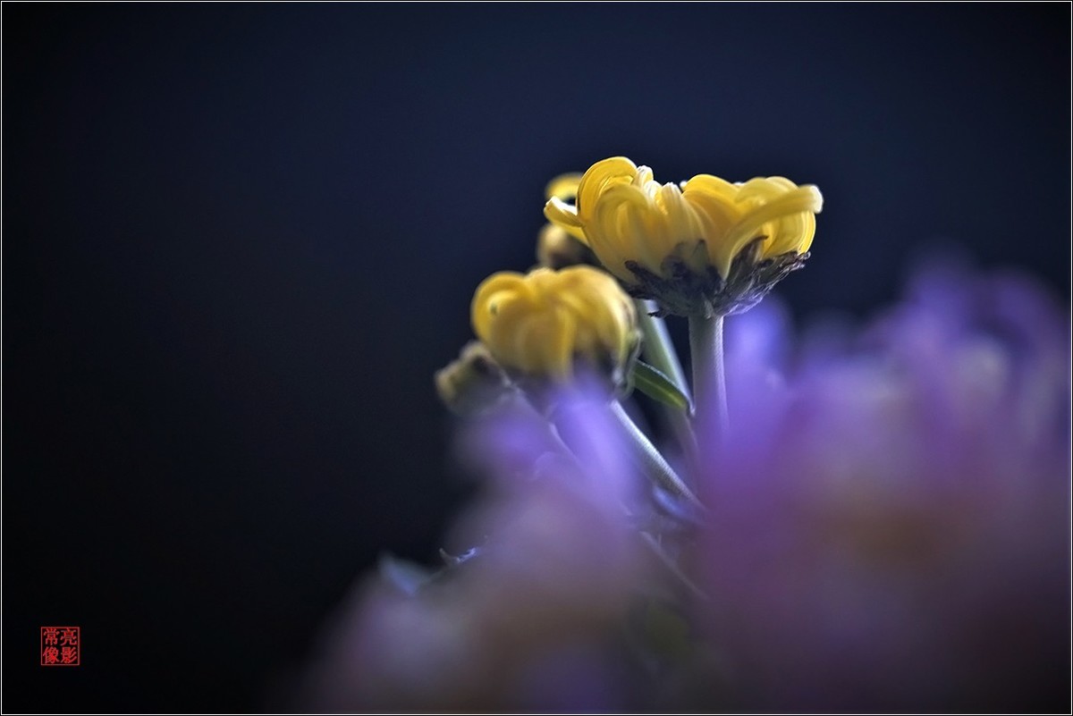 【盆景小菊花】特写