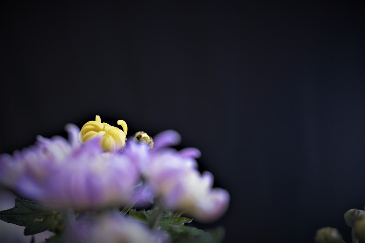 【盆景小菊花】特写