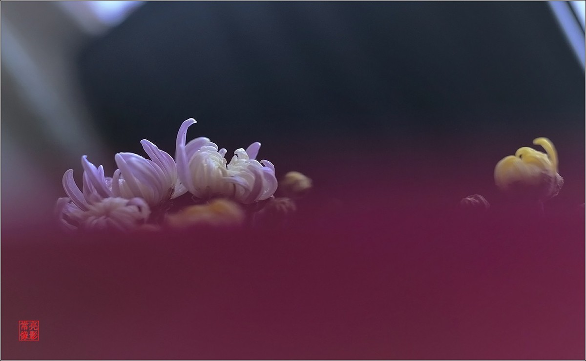 【盆景小菊花】特写