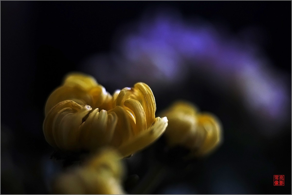 【盆景小菊花】特写