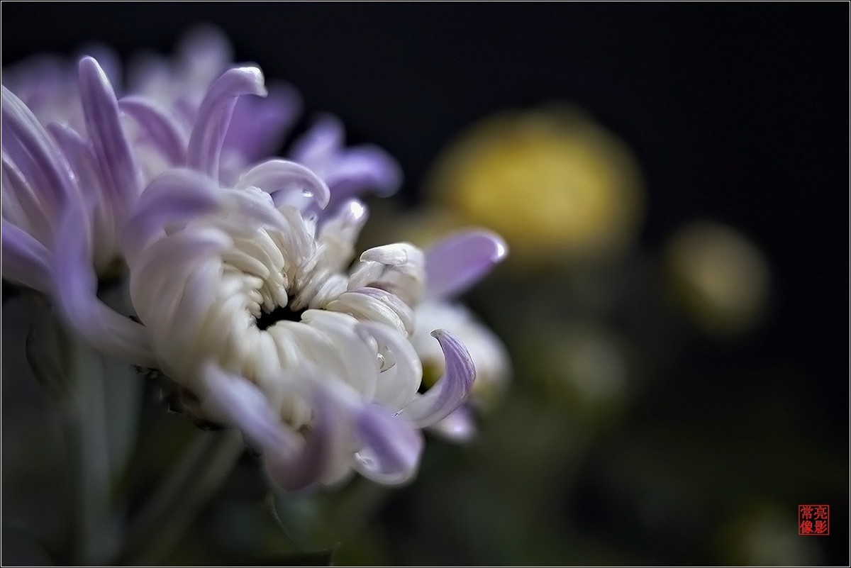 【盆景小菊花】特写